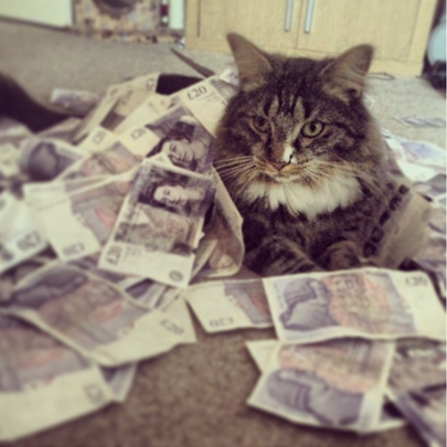 rich cat
